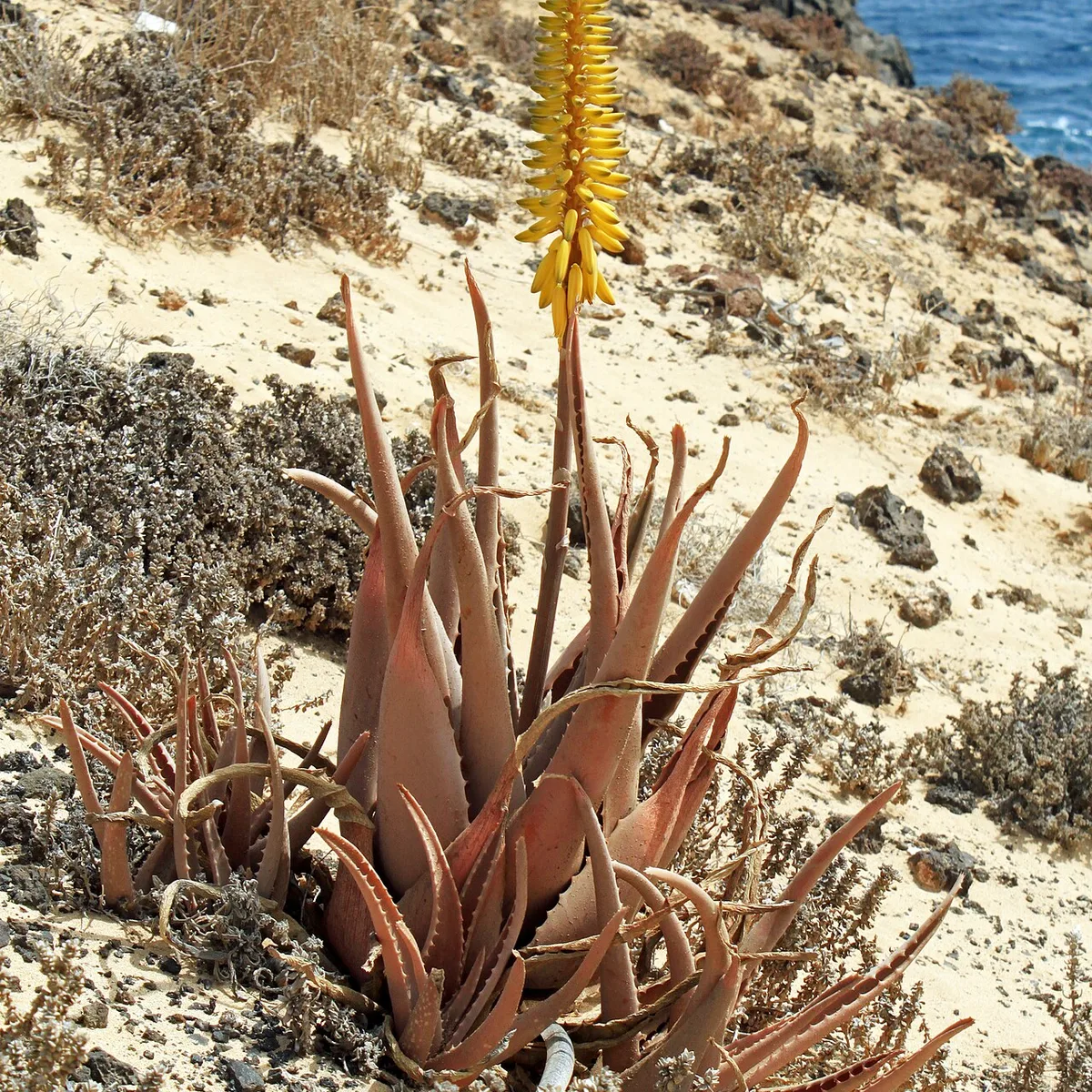 Aloe vera foliage, botanical photograph