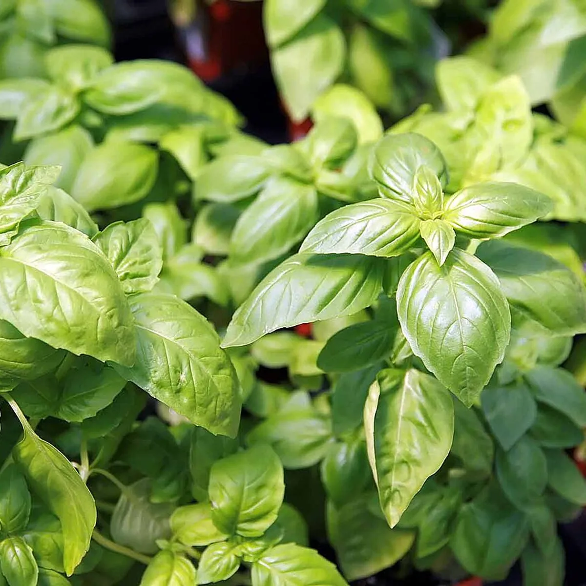 Basil, botanical reference photograph