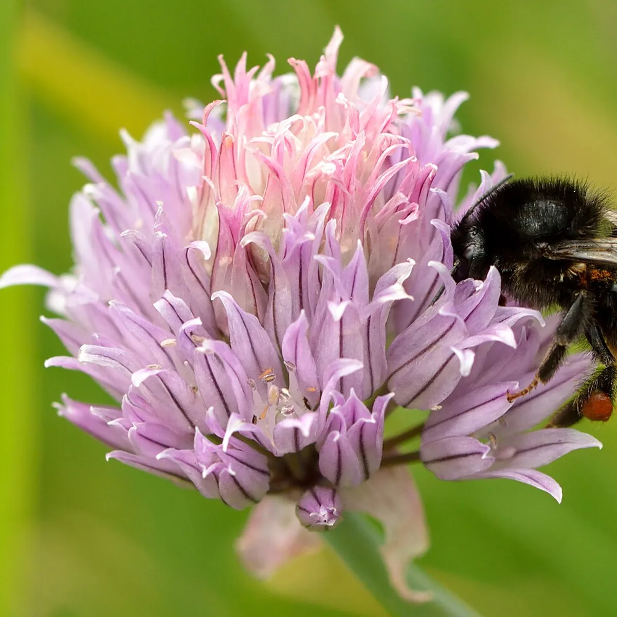 Chives, botanical reference photograph