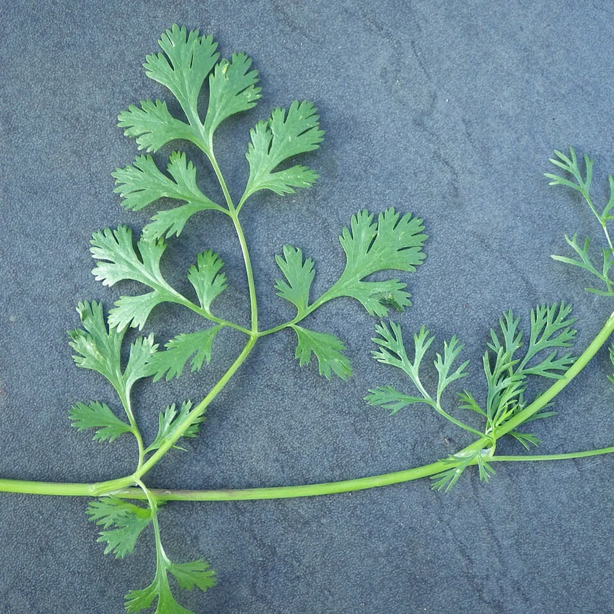 Coriandrum sativum foliage, botanical photograph