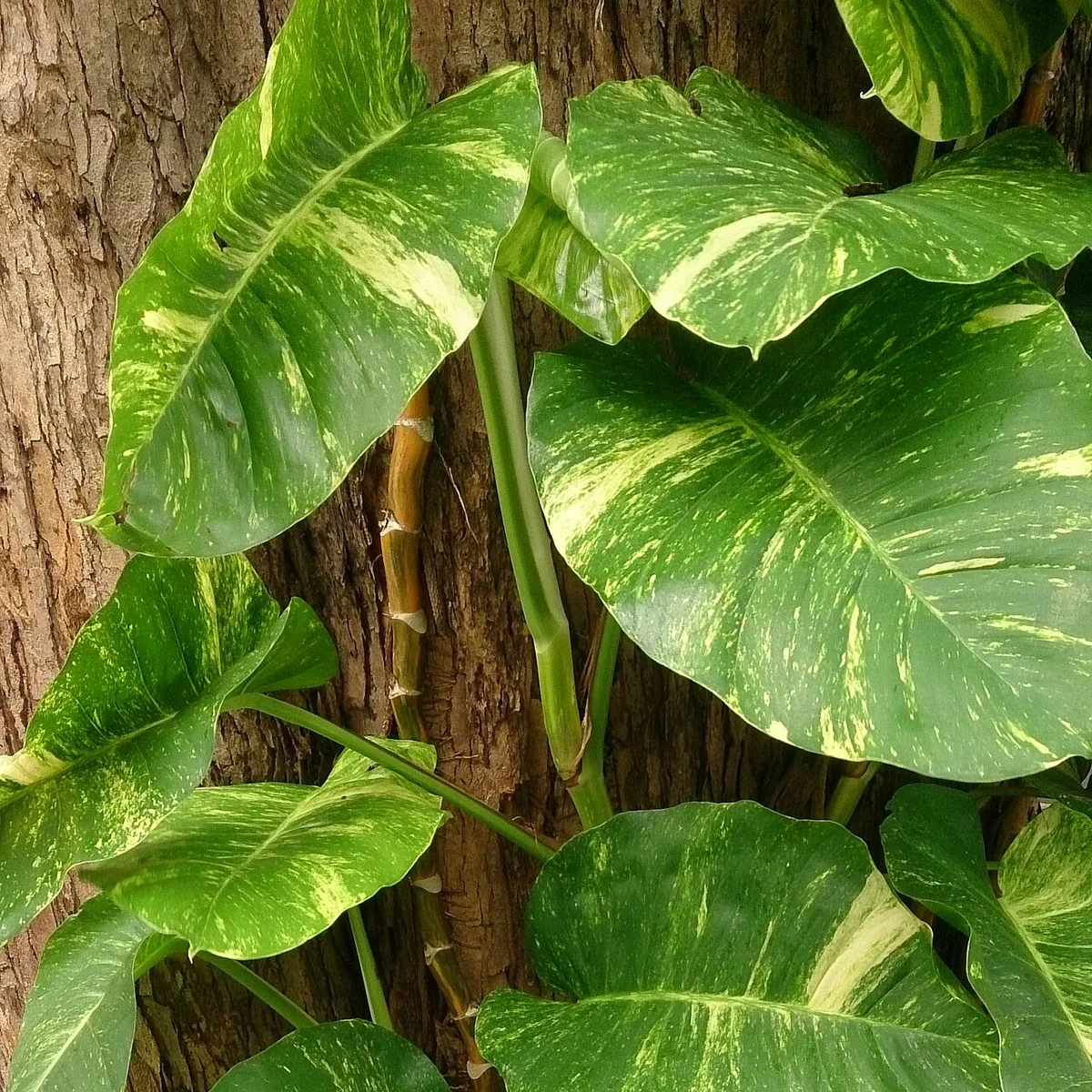 Epipremnum aureum, botanical reference photograph