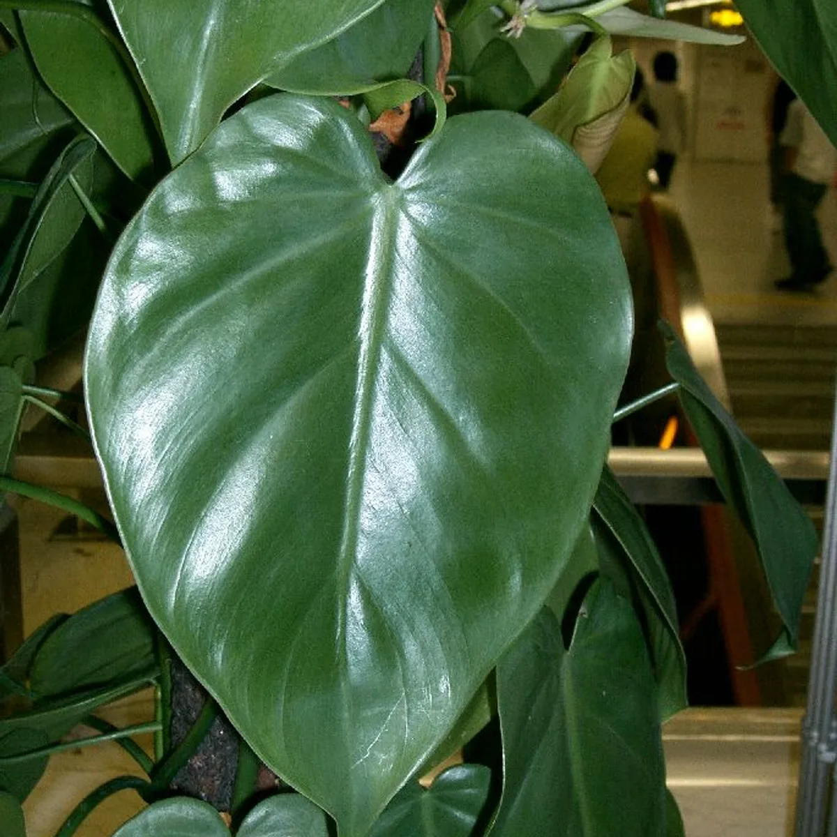 Philodendron hederaceum, botanical reference photograph