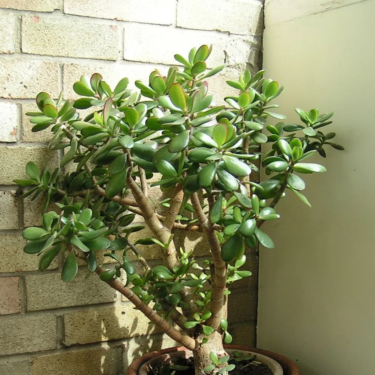 Crassula ovata, botanical reference photograph