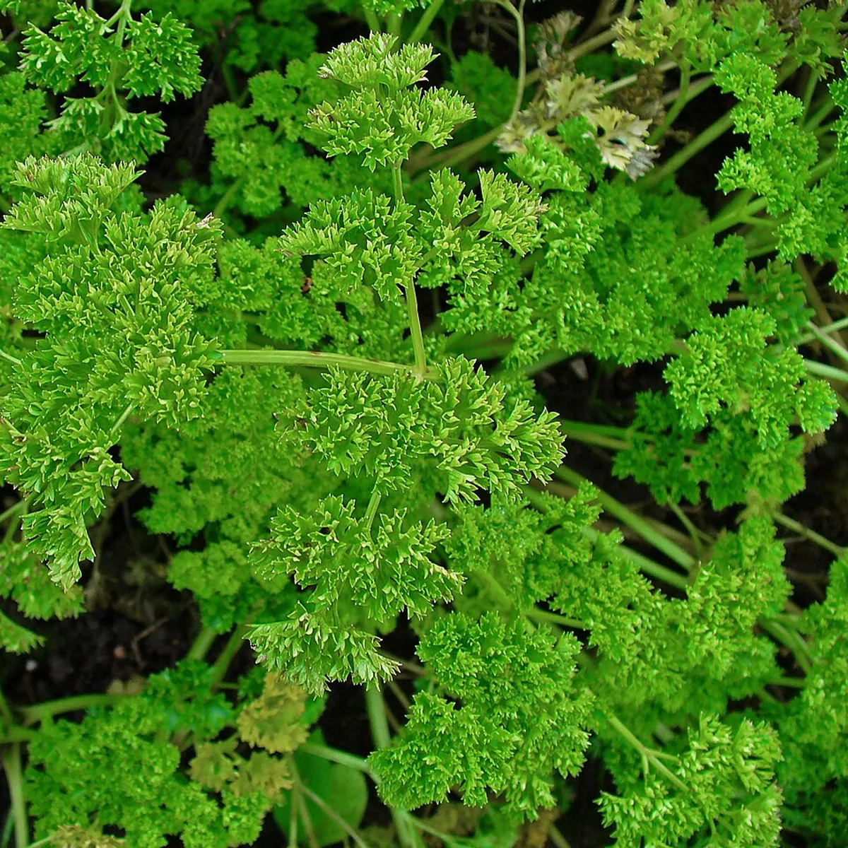 Curly parsley foliage, Petroselinum crispum
