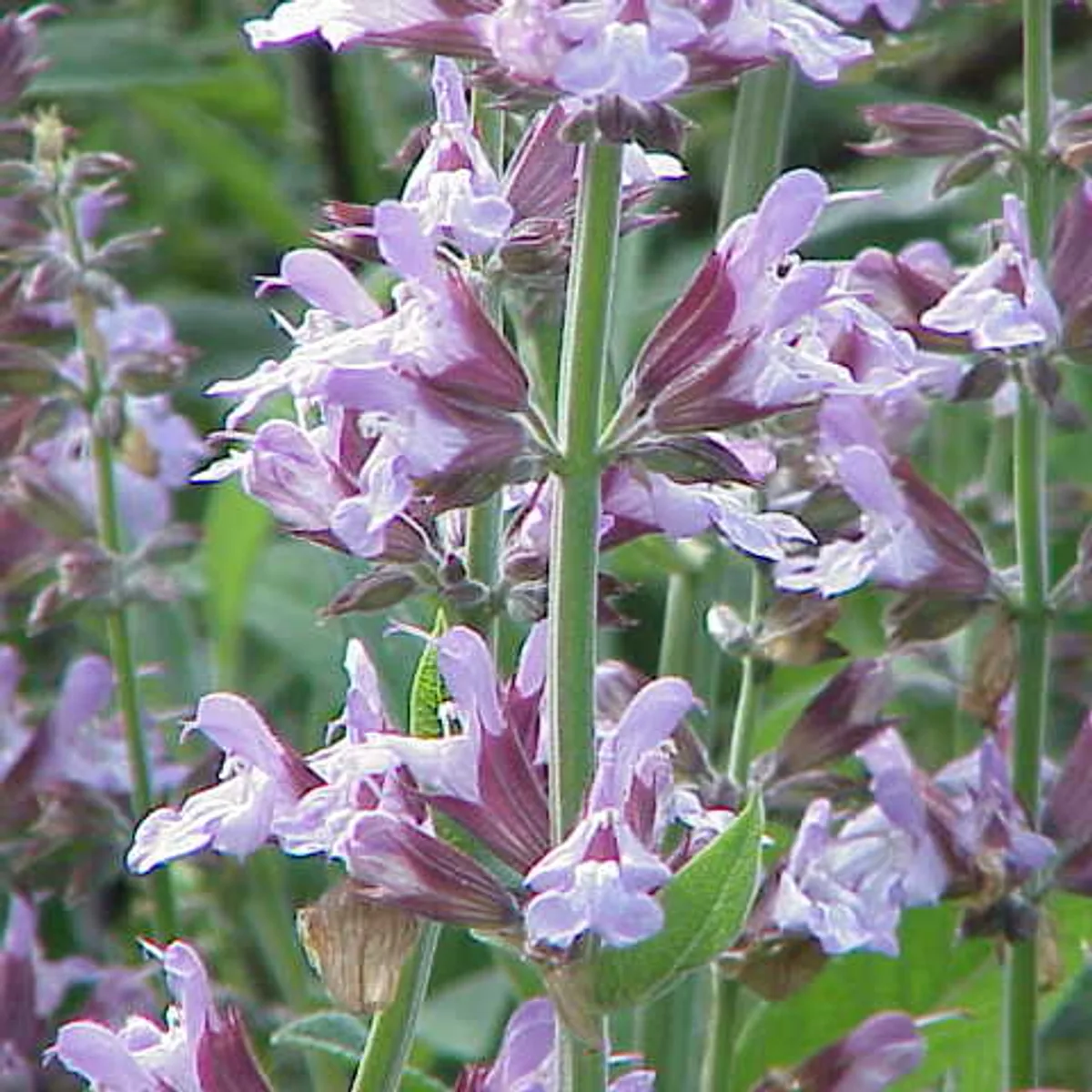 Salvia officinalis, botanical reference photograph