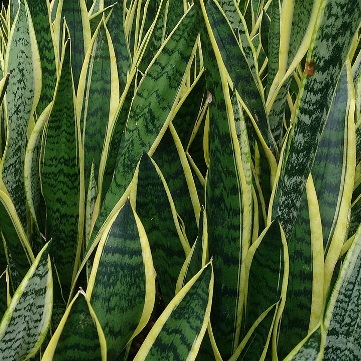 Dracaena trifasciata, botanical reference photograph