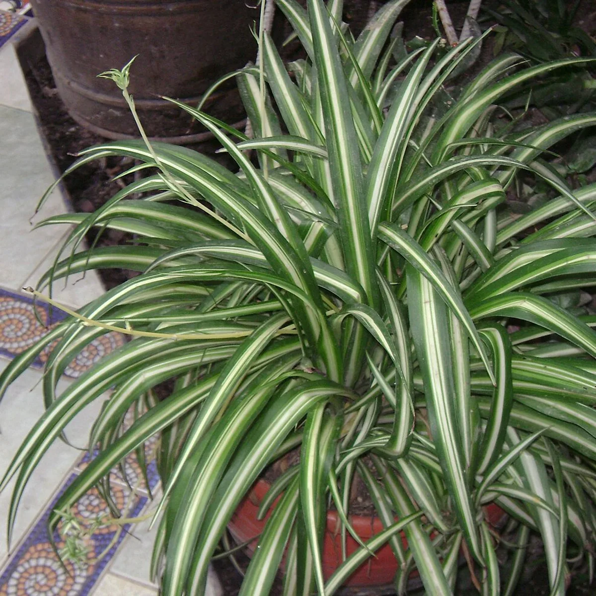 Chlorophytum comosum, botanical reference photograph