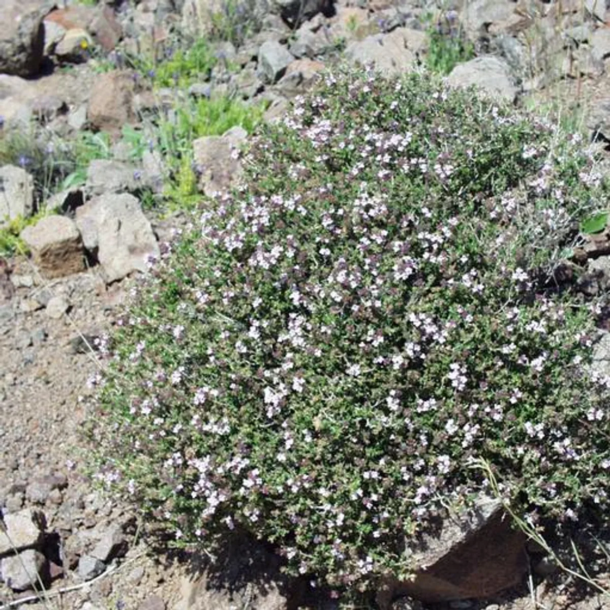 Thymus vulgaris, botanical reference photograph