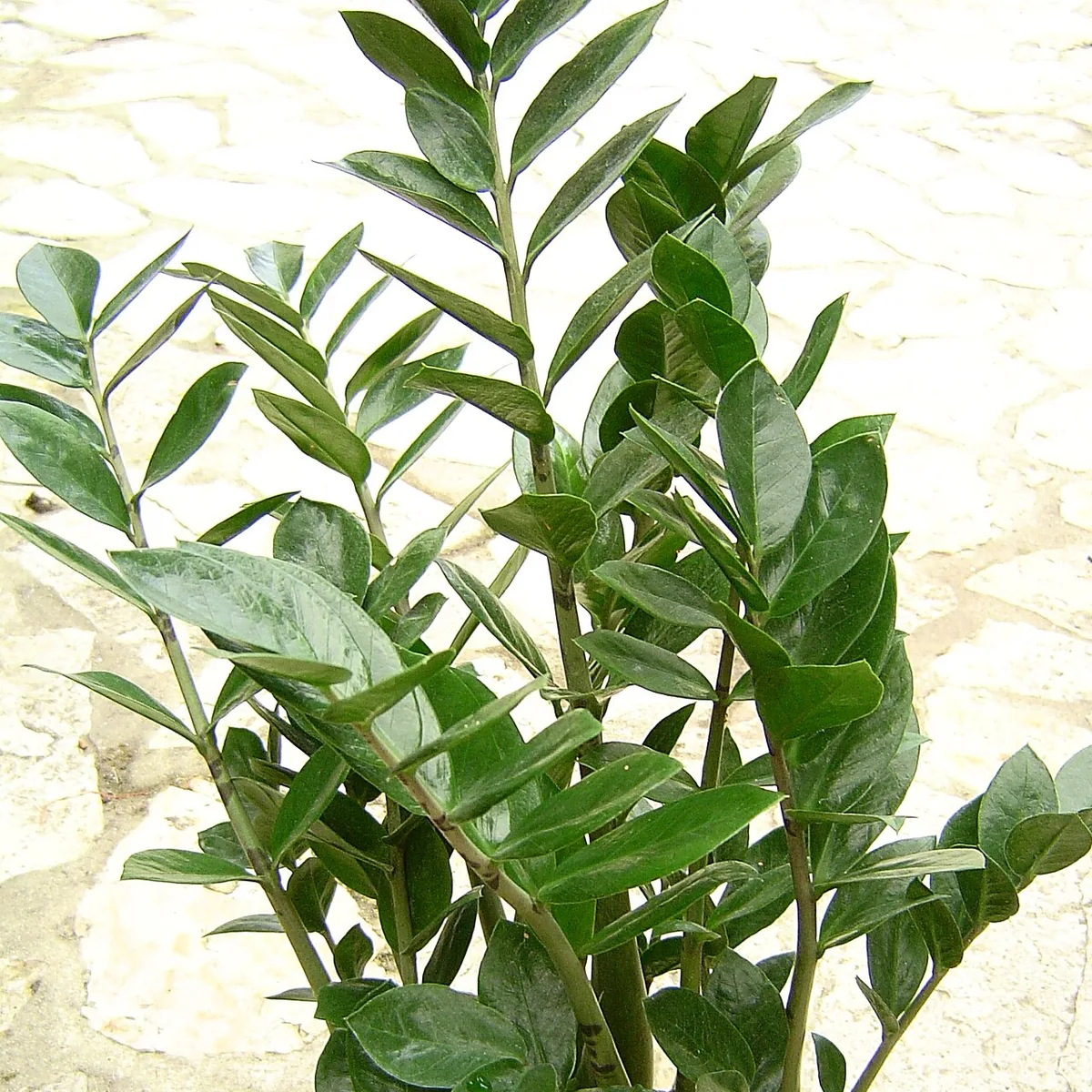 Zamioculcas, botanical reference photograph